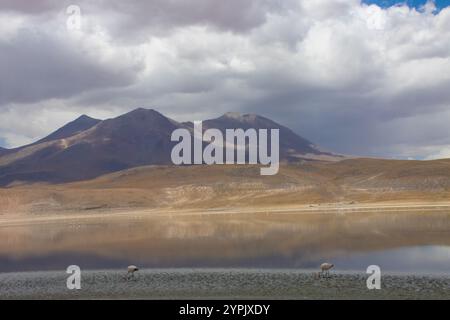 Eine atemberaubende Wüstenlandschaft im bolivianischen Altiplano mit trockenen Ebenen, majestätischen Bergen und einem weiten, klaren blauen Himmel in ruhiger Abgeschiedenheit Stockfoto