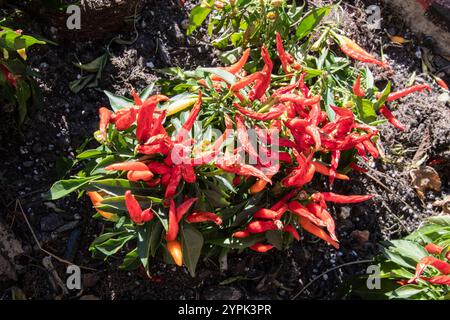 Sangria Zierpflanzen aus rotem Pfeffer in einem Garten am Bremner Boulevard in der Innenstadt von Toronto, Ontario, Kanada Stockfoto