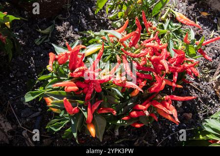 Sangria Zierpflanzen aus rotem Pfeffer in einem Garten am Bremner Boulevard in der Innenstadt von Toronto, Ontario, Kanada Stockfoto