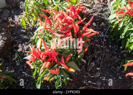 Sangria Zierpflanzen aus rotem Pfeffer in einem Garten am Bremner Boulevard in der Innenstadt von Toronto, Ontario, Kanada Stockfoto