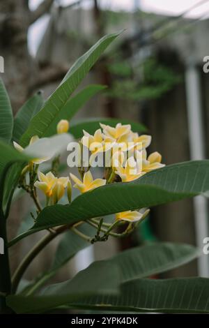 Plumeria, auch Frangipani genannt, ist eine Gattung von blühenden Pflanzen aus der Unterfamilie Rauvolfioideae aus der Familie Apocynaceae. Stockfoto