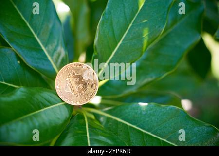 Eine goldene Bitcoin-Münze wird auf einem Magnolienblatt platziert und symbolisiert den Schnittpunkt von Natur und digitaler Währung. Das leuchtende Grün hinterlässt Kontraste Stockfoto