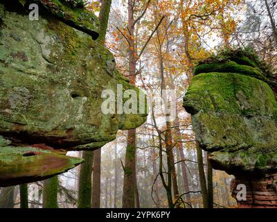 Von Angesicht zu Angesicht am Kleinen Hundskopf. Sturzelbronn, Moselle, Grand Est, Frankreich. Stockfoto