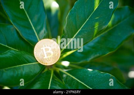 Eine goldene Bitcoin-Münze liegt auf grünen Magnolienblättern und symbolisiert Wachstum und Nachhaltigkeit in der Welt der Kryptowährungen. Bullrun. Stockfoto