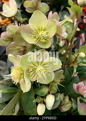 Blassgelbe Helleborus-Blüten im Winter im Gartenzentrum. Stockfoto