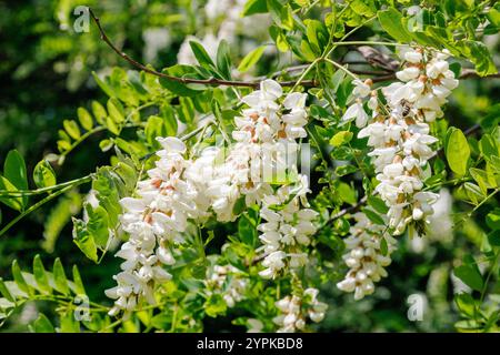 Weiße Akazienblüten hängen in Häufchen an einem Baumzweig mit grünem Blatthintergrund. Natürliche Blumenmotive für Design und Druck Stockfoto