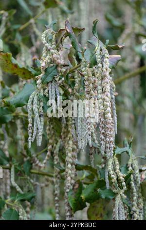 Garrya elliptica James Roof, Seidenquaste James Roof, männliche Blumen, graugrüne Katzetten, Frühling Stockfoto