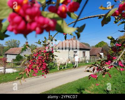 Einheimischer Mann umrahmt von Spindelbaum Euonymus europaeus Beeren, der seine Milchkuh entlang der kleinen Ortschaft zala, ungarn, wandert Stockfoto