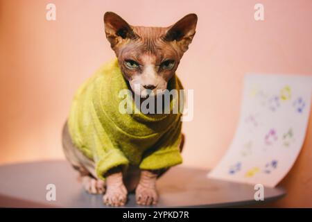 Eine kahle Katze der kanadischen Sphynx-Rasse, gekleidet in einem grünen gelben warmen Pullover, steht auf einem Tisch und schaut in die Kamera. Stilvolles Sphinx-Katzenkätzchen-Haustier. Stockfoto