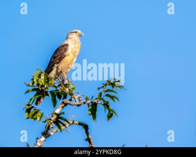 Eine sitzende, gelbköpfige Caracara (Milvago chimachima, Stamm: Polyborini) am Rio Badajos, einem Nebenfluss des Amazonas, westlich von Manaus. Stockfoto