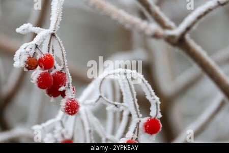 Uttenweiler, Deutschland. Dezember 2024. Bei Temperaturen unter Null und Nebel hat der Raureif einen Sträucher mit roten Beeren bedeckt. Autor: Thomas Warnack/dpa/Alamy Live News Stockfoto