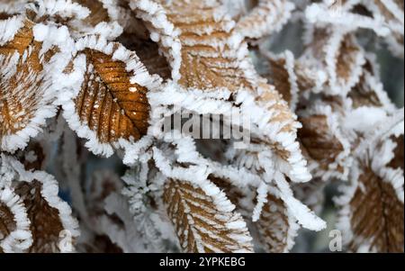 Uttenweiler, Deutschland. Dezember 2024. Bei Temperaturen unter Null und Nebel hat der Raureif herbstfarbene Blätter bedeckt. Autor: Thomas Warnack/dpa/Alamy Live News Stockfoto