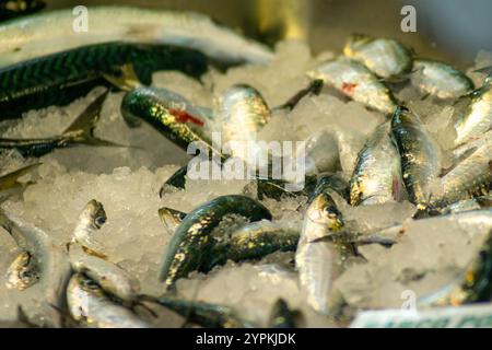 Frisch gefangene Sardinen auf Eis zum Verkauf auf einem Fischmarkt, gesunde und frische Meeresfrüchte Konzept. Stockfoto