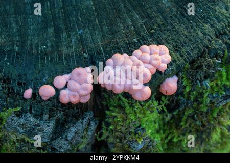 Hochwinkelansicht der Lycogala-Epidendrum, allgemein bekannt als Wolfsmilch oder groening-Schleim. Wird oft mit einem Pilz verwechselt. Stockfoto