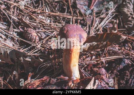 Nahaufnahme des Imleria Badia Pilzes, der allgemein als Lorbeerpilz bekannt ist. Speicherplatz kopieren Stockfoto