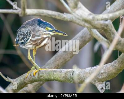 Ein Mangrovenreiher (Butorides striata) auf dem Rio Badajos. Der Rio Badajos ist ein Nebenfluss des Amazonas westlich von Manaus. Stockfoto