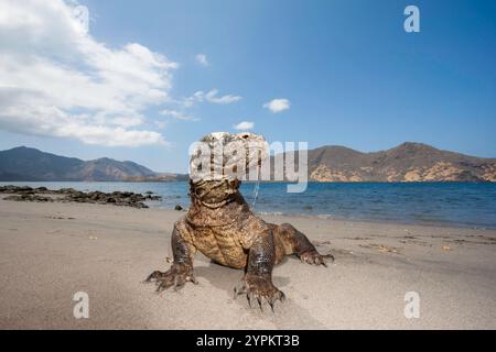 Komodo Drachen, Varanus komodoensis, sind die weltweit größten Eidechsen. Diese enorme Reptile hat venom Drüsen, die mit Toxinen, die geringer belasteten sind b Stockfoto