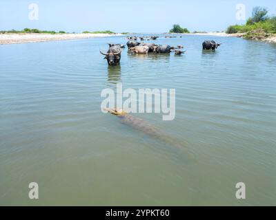 Diese asiatischen Wasserbüffel, Bubalus arnee, haben ein genaues Auge auf dieses Salzwasserkrokodil Crocodylus porosus, mit dem sie den Fluss teilen Stockfoto