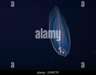 Eine Pfauenflunder-Larve, Bothus lunatus, fotografiert während eines blackwater Drift Tauchgangs, im offenen Ozean auf 40 Fuß, mit Boden auf 2000 Fuß mehr, s Stockfoto