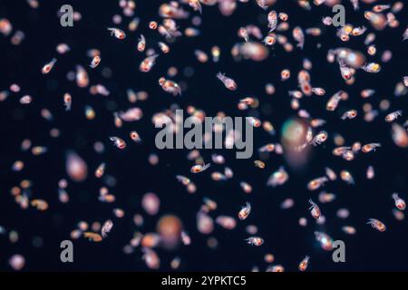 Parasitäre Amphipoden sind winzige Krebstiere, die nachts vom Licht angezogen werden und in enormer Zahl schwärmen können. Fotografiert bei einem blackwater-Tauchgang Stockfoto