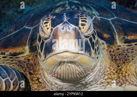 Eine grüne Meeresschildkröte, Chelonia mydas, am Riff vor dem Gun Beach auf der Insel Guam in Mikronesien. Das ist eine vom Aussterben bedrohte Spezies. Stockfoto