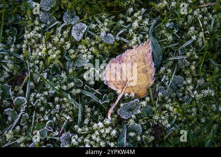 Goldenes braunes Birkenblatt mit Eiskristallen bestreut nach dem ersten Raureif liegt im dunklen Moos auf einer Wiese, Wintereinbruch in der Natur, Kopierraum, Stockfoto