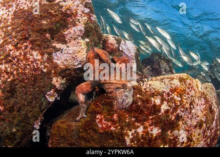 Dieser Meeresleguan, Amblyrhynchus cristatus (endemisch), wurde unter Wasser vor Santa Fe Island fotografiert, indem er Algen ernährte, Galapagos, Equador. Stockfoto
