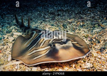 Der Eastern Fiddler Ray, Trygonorrhina fasciata, legt goldene Eierhüllen, die zwei oder drei Embryonen aufnehmen können. Sie ist ein Endemit im Osten Australiens. Es ist ein Stockfoto