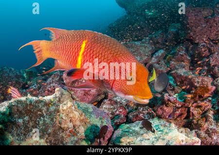 Eine Riffszene mit mexikanischem Schweinefleisch, männlicher Erwachsenenphase, Bodianus diplotaenia und schülenden Kardinalfischen, Apogon pacifici, Gordon Rocks, Galapagos Arch Stockfoto