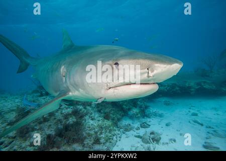 Ein genauer Blick unter Wasser auf einen Tigerhai, Tiger Beach, Bahamas, Atlantik. Stockfoto