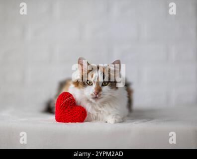 Porträt einer niedlichen Trikolore-Katze, die mit rotem Herzen auf weißem Hintergrund liegt Stockfoto