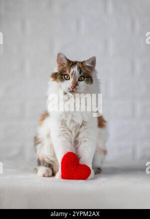 Porträt einer niedlichen dreifarbigen Katze, die mit rotem Herzen in den Pfoten auf weißem Hintergrund sitzt Stockfoto