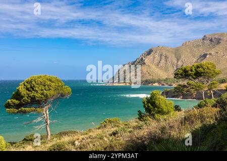 Kiefer in der Bucht von es Calo bei Betlem, Insel Mallorca, Spanien Stockfoto