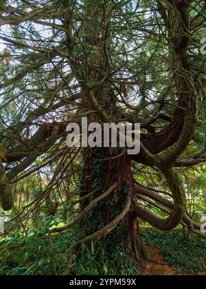 Ein alter Baum mit verdrehten Zweigen und Efeu-bedecktem Stamm in einer ruhigen Waldlandschaft Stockfoto