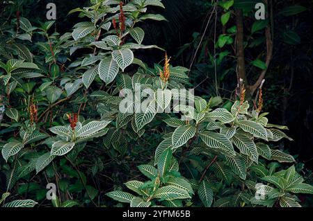 Vollrahmenpflanzen mit grünen Blättern (Fittonia albivenis). Es ist bekannt für sein dunkelgrünes Laub, das häufig zur Dekoration im Haus verwendet wird Stockfoto