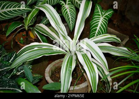 Schöne ornamenale Zimmerpflanze (Chlorophytum comosum) im Garten. Alson, bekannt als Spinnenpflanze, wegen ihrer Blattstruktur aus weißen und grünen Streifen Stockfoto