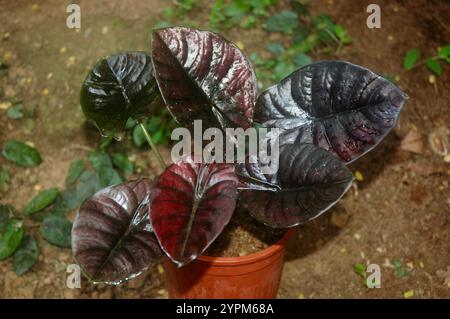 Caladium bicolor, bekannt als Herz jesu, wird als Zimmerpflanze wegen seiner großen, Herz- oder lanzenförmigen Blätter gezüchtet Stockfoto