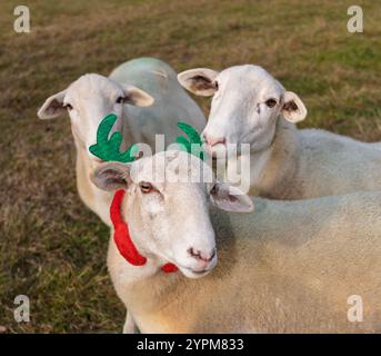 Katahding-Schafe tragen ein Rentiergeweih für den Urlaub mit zwei weiteren Schafen, von denen eines am grünen Geweih knabbert. Stockfoto
