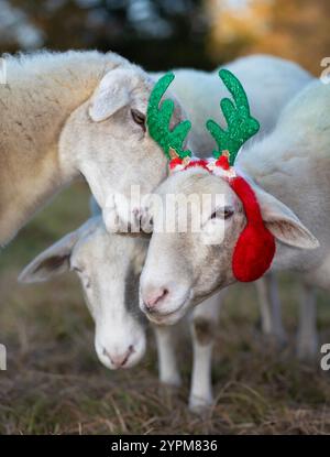 Katahdin-Schafe, die Liebe zu dem roten und grünen Rindeer-Geweih zeigen, das von einem Mitglied seiner Herde getragen wird, um Weihnachten zu feiern. Stockfoto