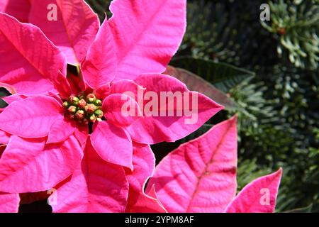 Leuchtend rosafarbene Weihnachtsstern mit leuchtenden Blättern vor dem Hintergrund grüner Tannenzweige symbolisieren Weihnachten und Weihnachtsdekoration. Erfasst in Stockfoto