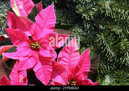 Leuchtend rosafarbene Weihnachtsstern mit leuchtend grünem Laub im Hintergrund, symbolisiert festliches Weihnachtsdekor. Der Kontrast der Farben sorgt für Wärme Stockfoto