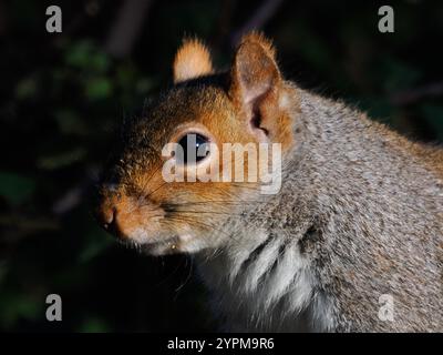 Porträt eines grauen Eichhörnchens Stockfoto