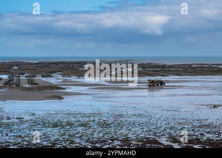 Arbeit und Pflege von Austernbetten in der Normandie in Frankreich bei Ebbe Stockfoto