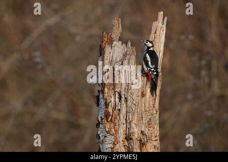 Erwachsener männlicher Spechte (Dendrocopus Major), der auf einem Stamm sitzt Stockfoto