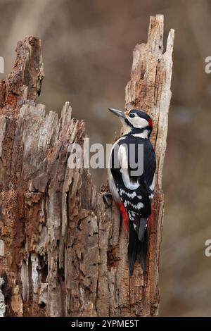 Erwachsener männlicher Spechte (Dendrocopus Major), der auf einem Stamm sitzt Stockfoto
