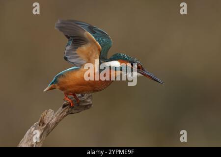 Junges oder erwachsenes Weibchen gemeiner Eisvogel (Alcedo atthis) fliegt ab Stockfoto