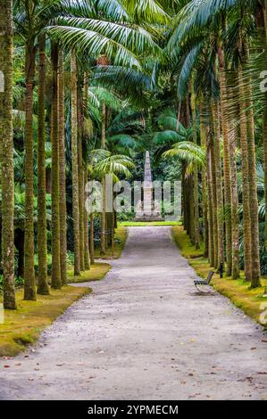 Blick auf eine Palmenallee in Furnas auf der Insel San Miguel auf den Azoren im Sommer Stockfoto
