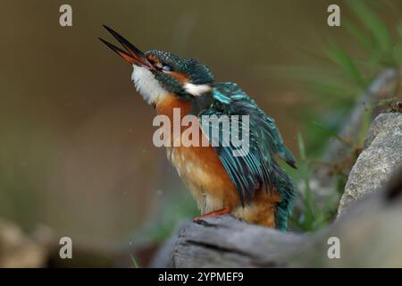 Jungvögel oder erwachsene weibliche Eisvogel, die auf einem Ast thront Stockfoto