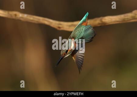 Juvenile oder erwachsene weibliche Eisvogel (Alcedo atthis) im Flug Stockfoto