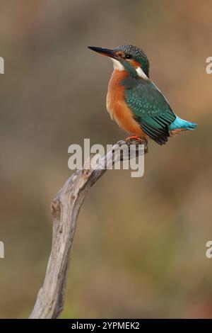 Juvenile oder erwachsene weibliche Eisvogel (Alcedo atthis), die auf einem Ast thront Stockfoto